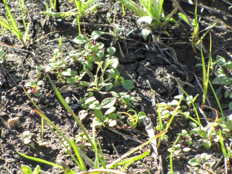small san mateo thornmint plants grow in cracked dirt