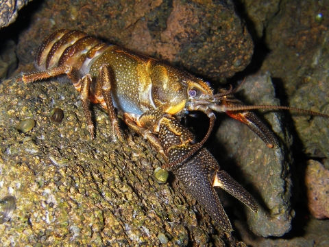 a shasta crayfish resting on a rock