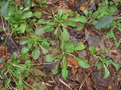 A group of plants with radial long leaves and threadlike stems. Plant are located among a bed of decaying leaves.