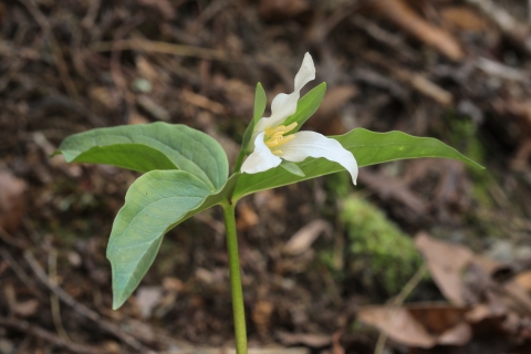 A plant with a tall slender stem grows from a forest floor. The plant has 4-6 elongate leaves and a flower with 3 white petals.