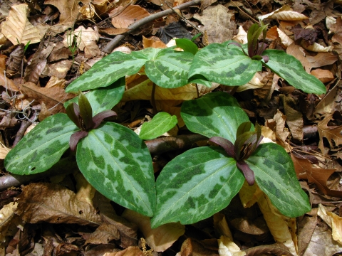 A cluster of three-leaved plants with dark purple centers grow among fallen brown leaves