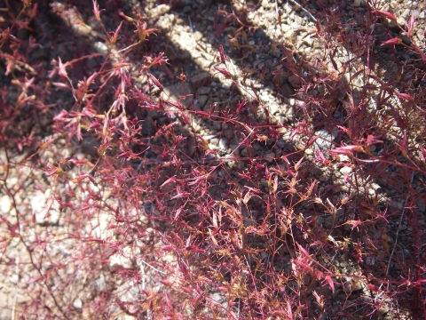 a sparse, twiggy plant with red buds and stems growing in a tangle