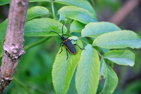 a black and red valley elderberry longhorn beetle rests on an elderberry leaf