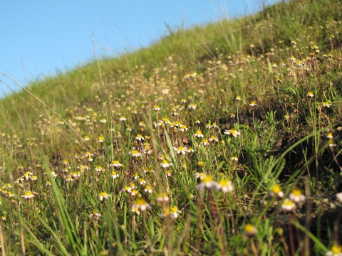 daisy-like white rayed pentachaeta on a grassy hill