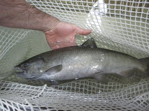 silver fish in a net