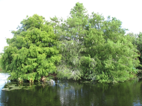 Bright green, fluffy trees surrounded by water