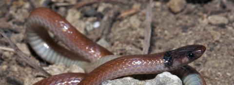 An adult rim rock crowned snake is curled around limestone rocks and dirt on the ground in Miami, Florida. Its head is brownish black with a red-brown back and tan belly.