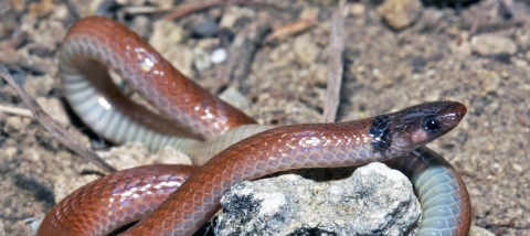 An adult rim rock crowned snake is curled around limestone rocks and dirt on the ground in Miami, Florida. Its head is brownish black with a red-brown back and tan belly.