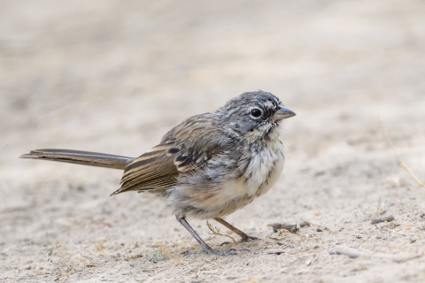 A light and brown patterned bird with white and brown breast standing on dry soil