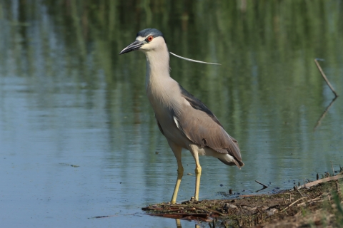 A wading bird on the edge of water with grey breast, navy blue cap and sharp black beak