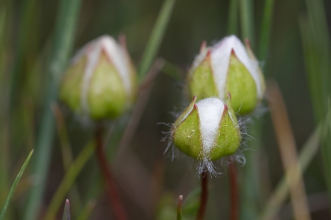 close up of the wooly buds of butte county meadowfoam