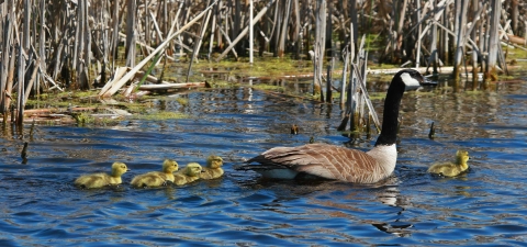 A black-necked goose witch brown wings swimming with five yellow chicks in tow
