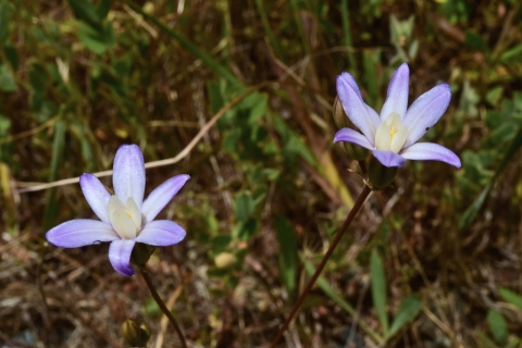 two pale purple flowers each with 6 petals and a cream center