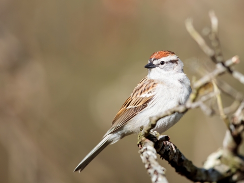 A white-breasted bird with orange cap and brown and black stripes on it's wings on a branch