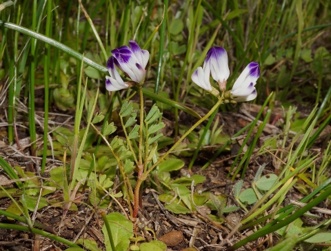 two flowers with purple-tipped white petals