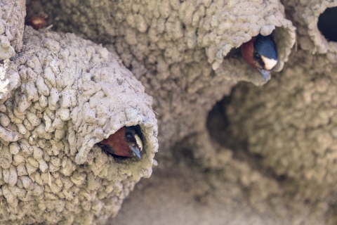 Two small birds poke their brown white and black heads with blue beaks out of a muddy hole on the underside of a cliff