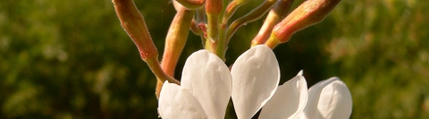 Close up of a Colorado butterfly plant