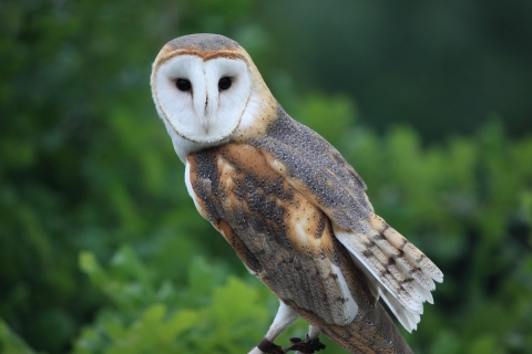 A large owl with flat white face and brown and black wings