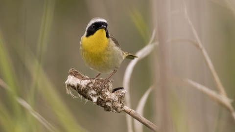 A yellow-throated bird with black mask and beak, grey cap standing on wetland vegetation