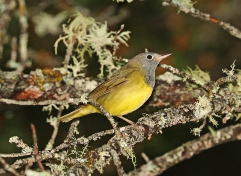 A small bird with grey head and neck, yellow breast and brown wings perched on a branch covered in lichen