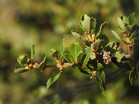 a branch of ceanothus several toothed leaves 