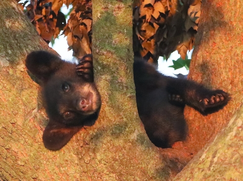 Small, black bear cub rests horizontally in the fork of a tree