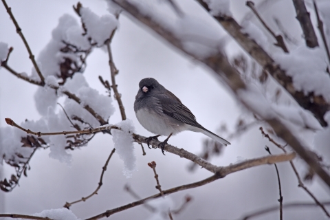 A dark grey bird with light grey breast and black eyes