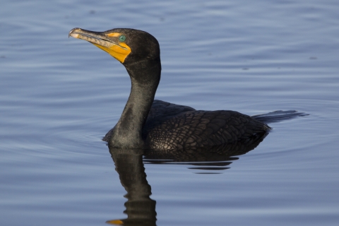 A black bird with bright yellow face swimming
