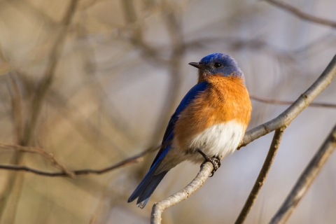 A bright blue bird with rust orange breast perched on a branch