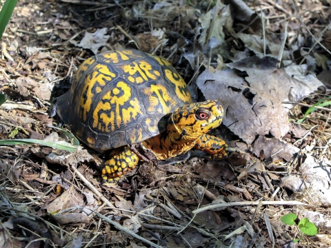 A yellow, orange and black turtle with bright red eye standing on leaf litter