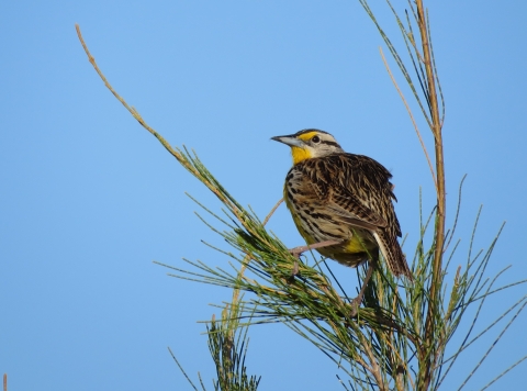 A bird with brown patterned wings, yellow on it's face, neck and breast perched at the top of an evergreen
