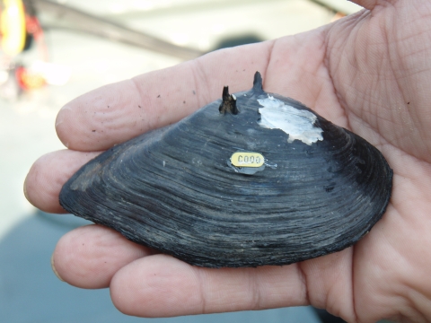Person holding a freshwater mussel shell with three small spines on the top surface and a small gold tag with numbers