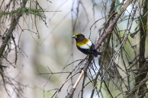 A black, yellow and white bird on an evergreen branch