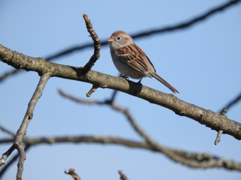 A bird with dark and light brown stripes on it's wings and grey cheek
