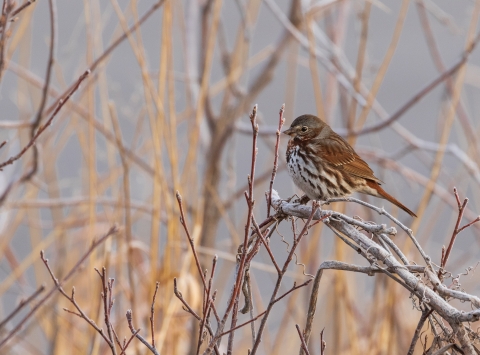 A pale red bird with white and brown striped breast on a cold day standing on a branch