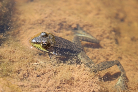 A brown and green frog with it's head emerging from under water on brown/copper substrate