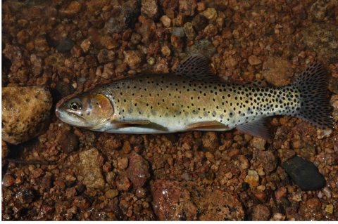 A spotted fish laying on a gravel stream bottom