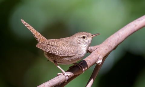 A patterned brown bird with lighter colored throat standing on a branch