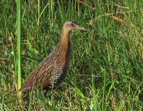 A brown and black patterned bird with sharp beak on the edge of a lush green marsh