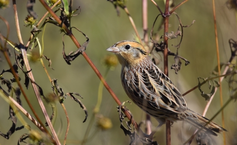 A tan and dark brown patterned bird on dry vegetation