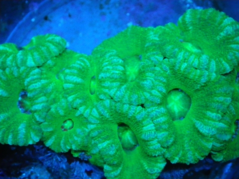 Close-up shot of live corals