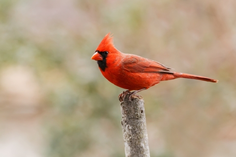 A bright red bird with black face and red beak standing on a stick