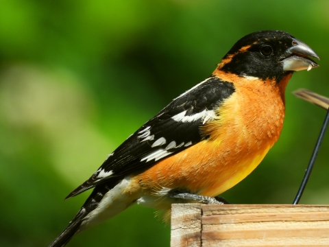 A rust orange breasted bird with black head and sings and a wide black beak