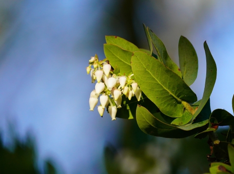 a bundle of small cream manzanita flowers hanging at the end of a leafy branch against a blue background