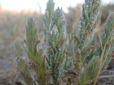 narrow flowerheads with small sparse white flowers and speckles of white residue
