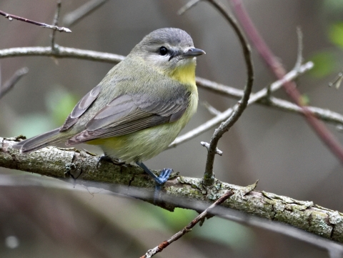A grey bird with yellow breast perched on a branch