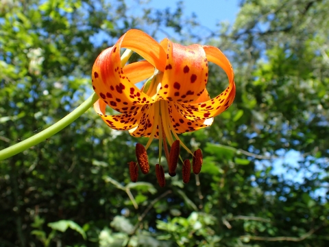 a bright orange lily with dark red speckles and anthers