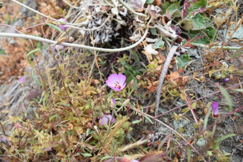 a cup-shaped pink flower grows among other plants