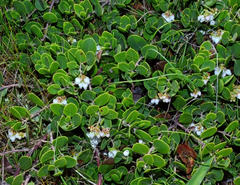 a green manzanita bush with several bunches of small heart-shaped white flowers