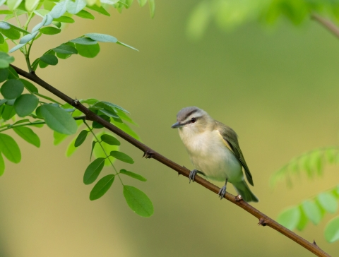 A cream colored bird with grey cap and beak on a branch